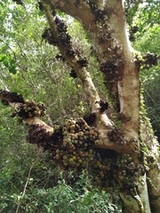 Ficus benguetensis
