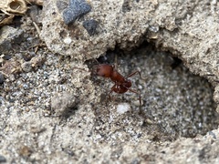 Pogonomyrmex salinus