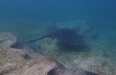 Bathytoshia brevicaudata