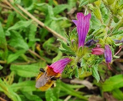 Bombus pascuorum