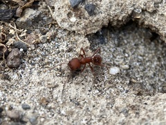 Pogonomyrmex salinus