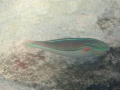 Stethojulis bandanensis