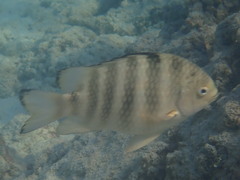 Abudefduf septemfasciatus