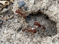 Pogonomyrmex salinus