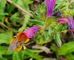 Bombus pascuorum
