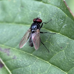 Hydrotaea