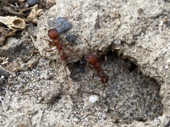 Pogonomyrmex salinus
