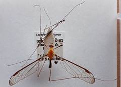 Aurotipula clara