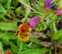 Bombus pascuorum