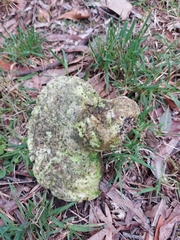 Laetiporus portentosus