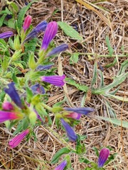 Echium rosulatum
