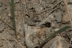 Aiolopus strepens