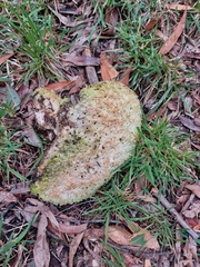 Laetiporus portentosus