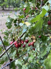 Crataegus laevigata