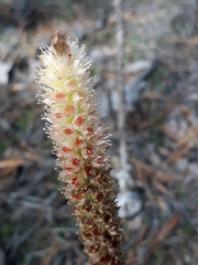 Orostachys malacophylla