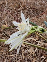 Pancratium maritimum