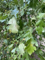 Crataegus laevigata
