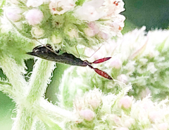 Heterotoma planicornis