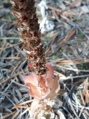 Orostachys malacophylla