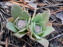 Orostachys malacophylla