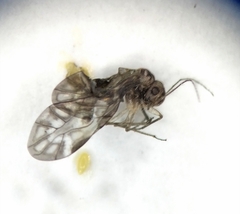 Peripsocus subfasciatus