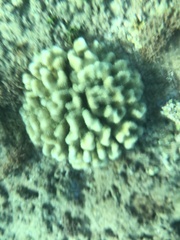 Pocillopora