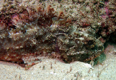 Scorpaena jacksoniensis