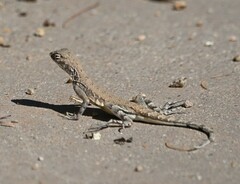 Callisaurus draconoides