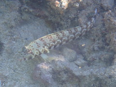 Parapercis millepunctata