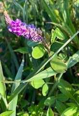 Grona heterocarpos strigosa