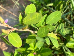 Grona heterocarpos strigosa