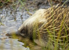 Tachyglossus aculeatus setosus