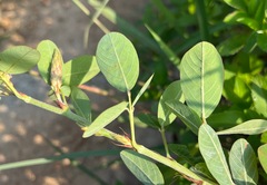 Grona heterocarpos strigosa
