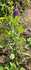 Grona heterocarpos strigosa