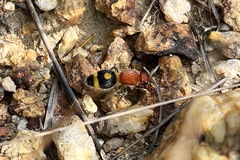 Odontomutilla uranioides