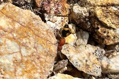 Odontomutilla uranioides