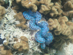Tridacna