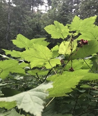 Rubus parviflorus