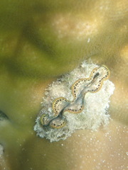 Tridacna