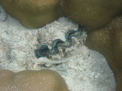 Tridacna