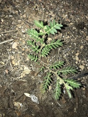 Tribulus terrestris