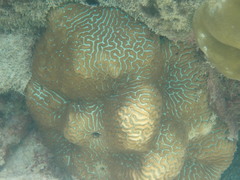Leptoria phrygia