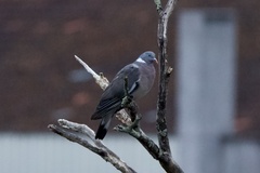 Columba palumbus