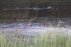 Elseyornis melanops