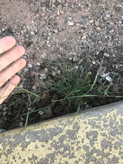 Bouteloua barbata barbata