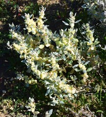 Atriplex vesicaria