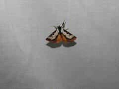 Eudryas brevipennis