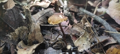 Lepiota castanea
