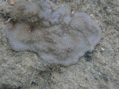 Montipora