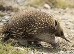 Tachyglossus aculeatus setosus